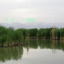 ɹ
