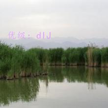 ɹ