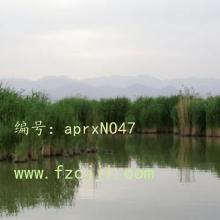 ɹ