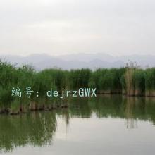 ܶ