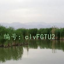 ɹ